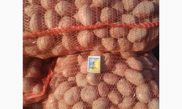 Насіння картоплі сорт: Белароса, Королева Анна - фото № 3