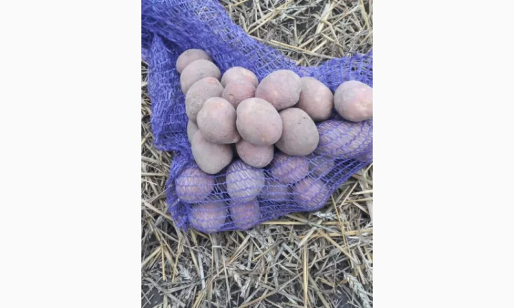 Продаж насіннєвої картоплі сорту Королева Анна - фото № 1