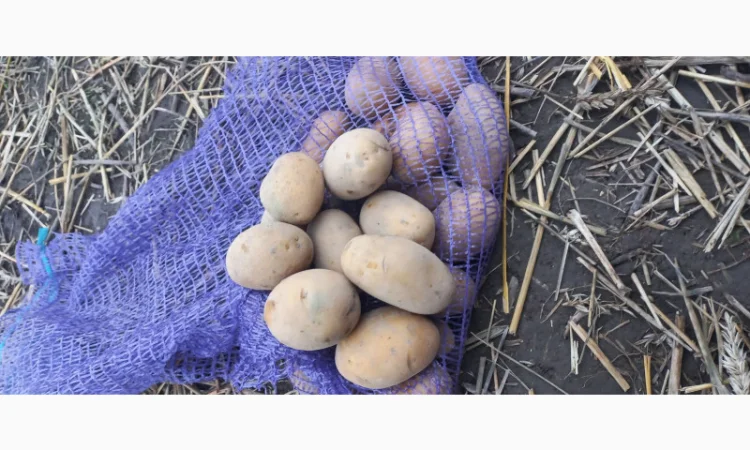 Продаж насіннєвої картоплі сорту Королева Анна - фото № 2