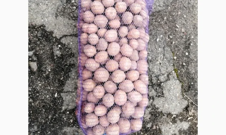 Продажа насинневой картошки сорта Белароса - фото № 1