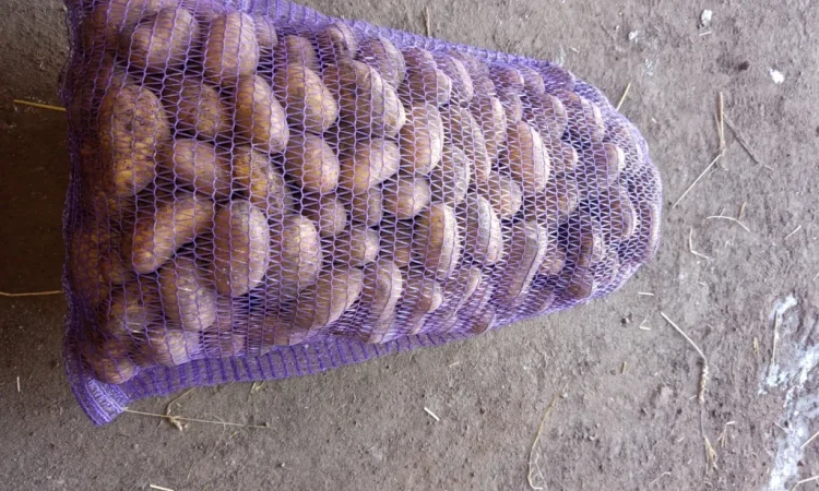 Продажа насинневой картошки сорта Гранада - фото № 1