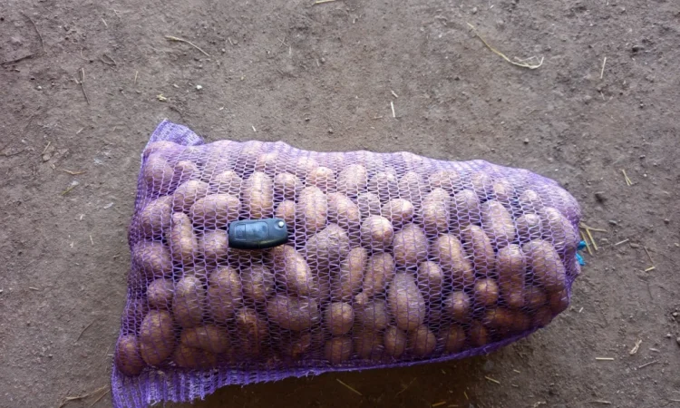 Продажа насинневой картошки сорта Гранада - фото № 2