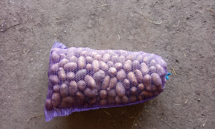 Продажа насинневой картошки сорта Гранада - фото № 3