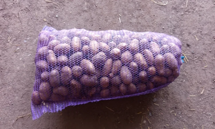 Продажа насинневой картошки сорта Гранада - фото № 4