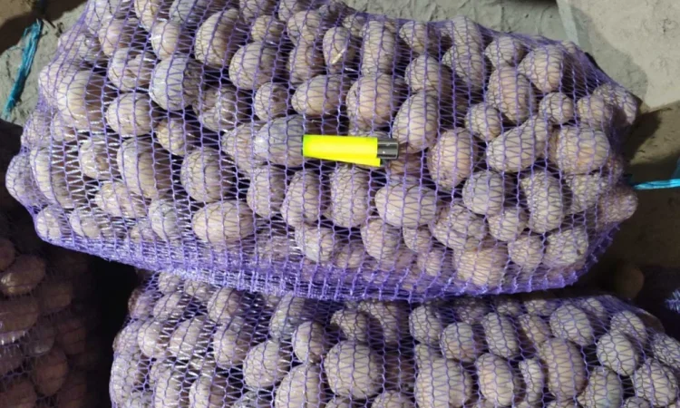 Сортований картопля Белороса на продаж - фото № 1