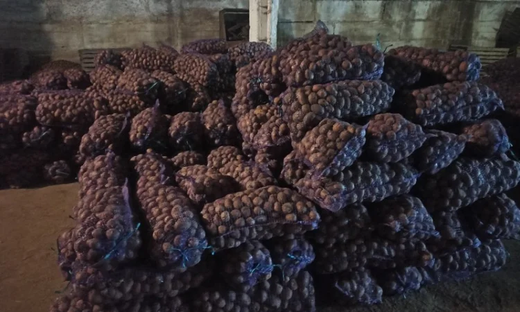 Картопля сорту Гренада в продажу - фото № 1