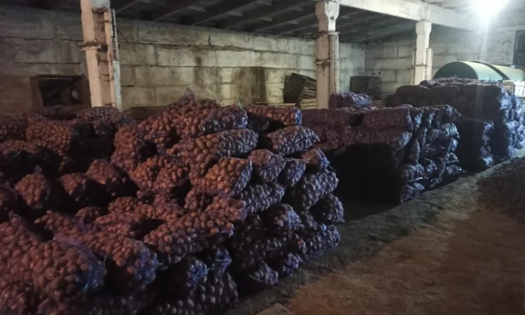 Картопля сорту Гренада в продажу - фото № 2