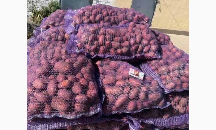 Покупка картофеля красных сортов от 20 тонн - фото № 1