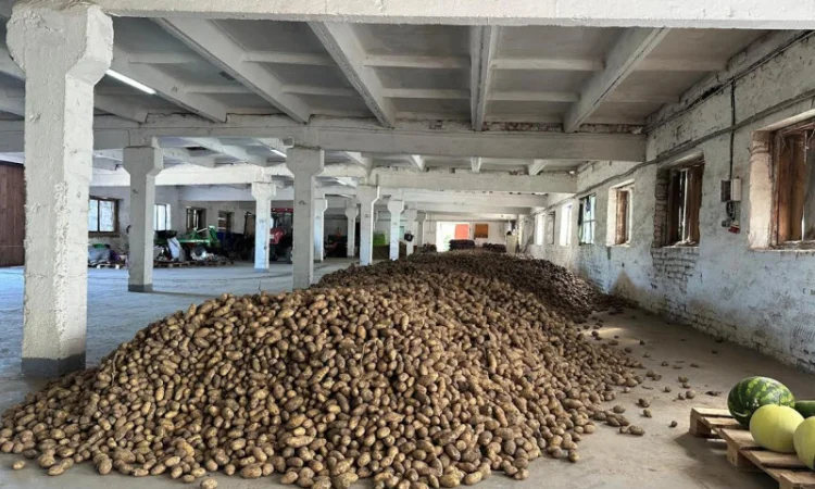 Насіннєва картопля сорт Гранада - фото № 1