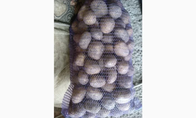 Продам картоплю АРІЗОНА та ГРАНАДА - фото № 1