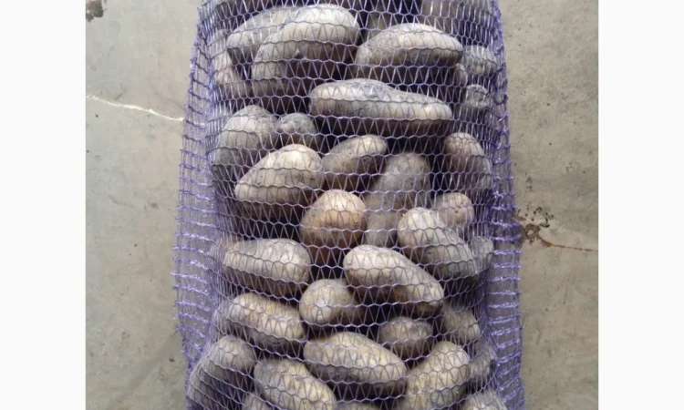 Продам картоплю АРІЗОНА та ГРАНАДА - фото № 3