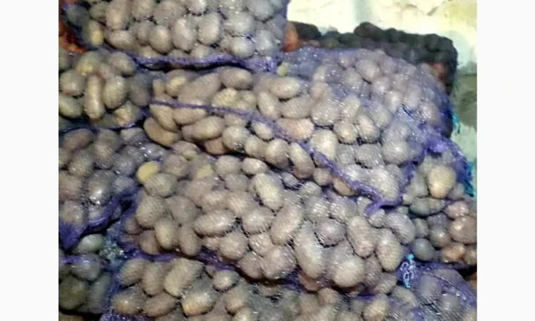 Продаж картоплі - фото № 1