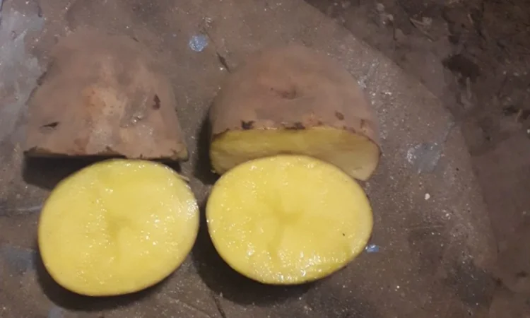 Продаж картоплі - фото № 2