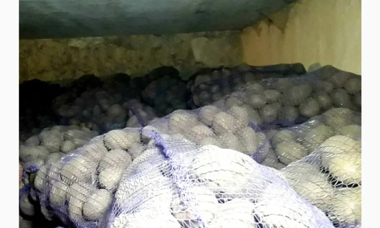 Продаж картоплі - фото № 3