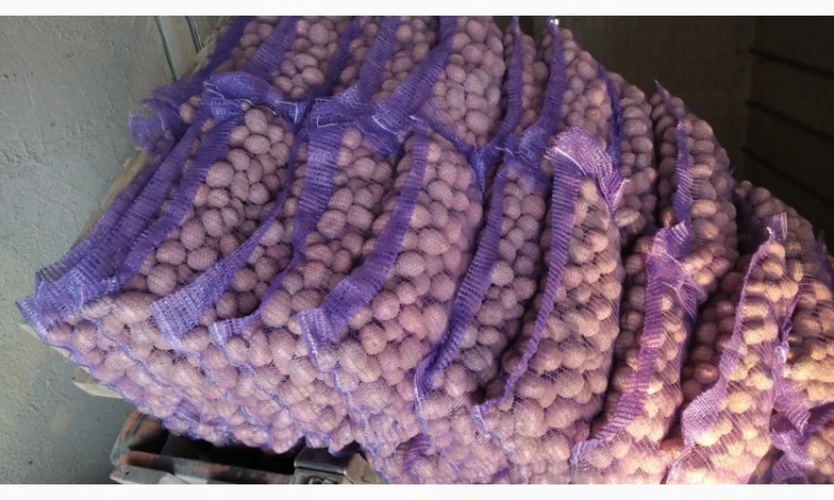 Купити насінневу картоплю Беларосу - фото № 1