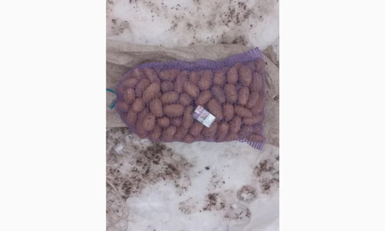 Продаю картофель сорта Белороса - фото № 1