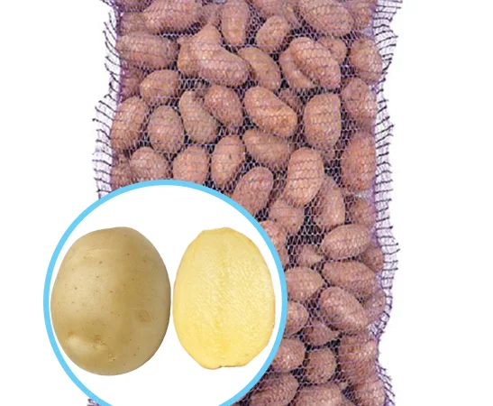 Продажа насиннєвої картоплі сорту Сіфра - фото № 1