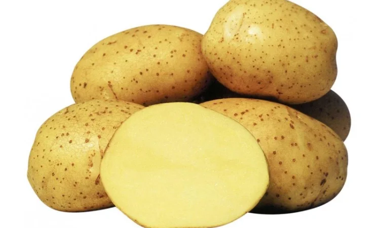 Продаж насінневої картоплі сорту Рів'єра - фото № 1