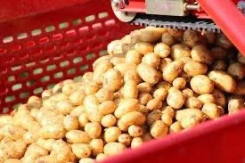 Картофель для посадки в Виннице и области - фото № 1