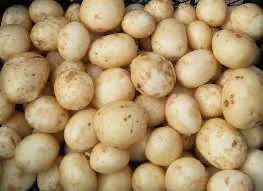 Семінна картопля Арізона для фермерів Одеси - фото № 1