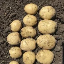 Продаж насіння картоплі Рів’єра в Києві - фото № 1