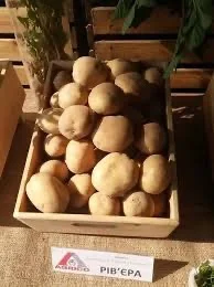 Продаж посадкової картоплі Рів’єра з доставкою - фото № 1