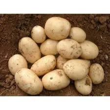 Посадкова картопля Саншайн, продаж від 10 кг - фото № 1
