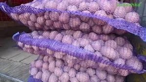 Продажа насіннєвої картоплі Беллароза - фото № 1