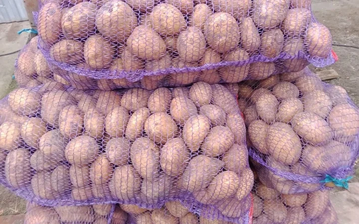 Продаж картоплі сорту Коннект в сітці - фото № 5