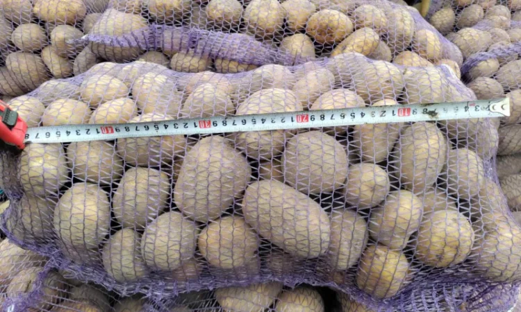 Продаю картоплю Берніна та насіннєву картоплю - фото № 5