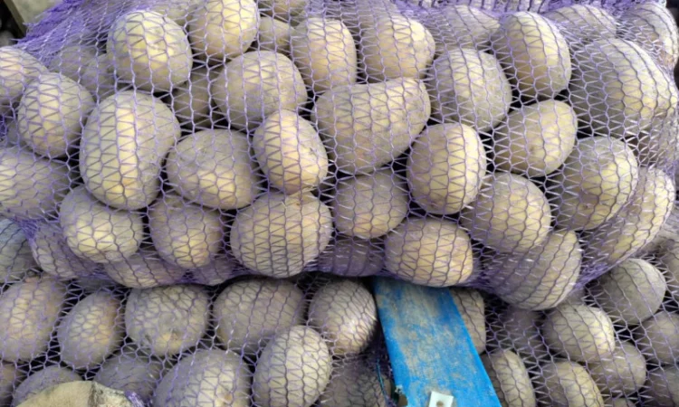 Продаю картоплю Берніна та насіннєву картоплю - фото № 6