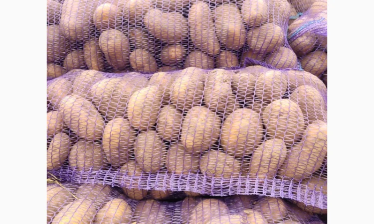 Продаю картоплю Берніна та насіннєву картоплю - фото № 7