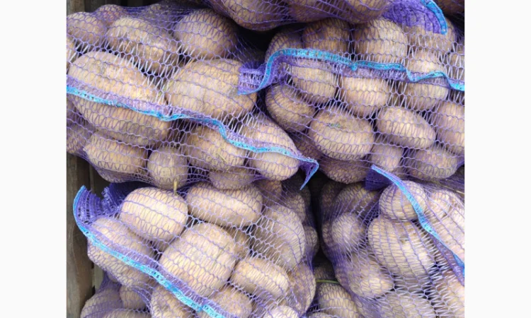 Продаю картоплю Берніна та насіннєву картоплю - фото № 1