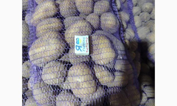 Продаю картоплю Берніна та насіннєву картоплю - фото № 2