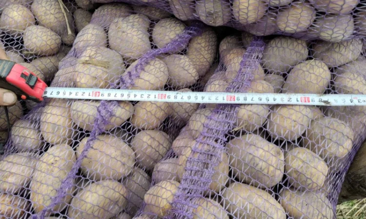 Продаю картоплю Берніна та насіннєву картоплю - фото № 3