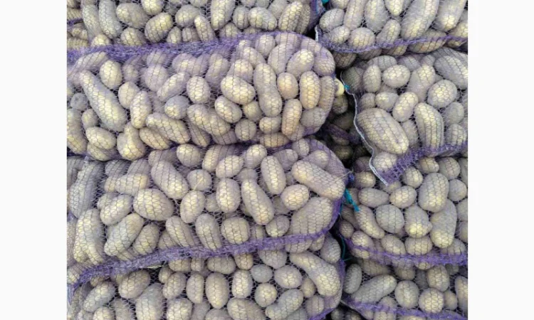 Продаю картоплю Берніна та насіннєву картоплю - фото № 4