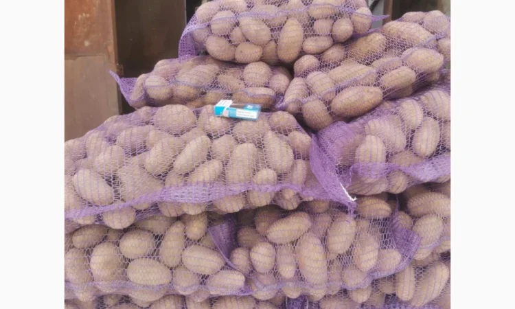 Продаж картоплі сорту Гранада - фото № 1