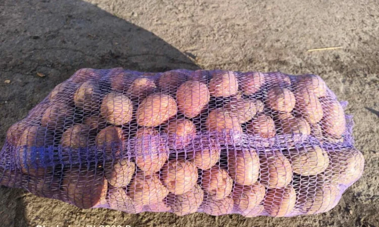 Куплю картоплю з ручною переборкою - фото № 1