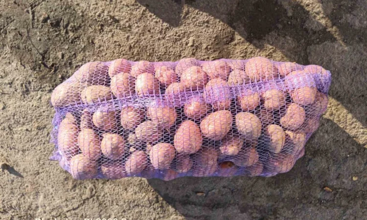 Куплю картоплю з ручною переборкою - фото № 2