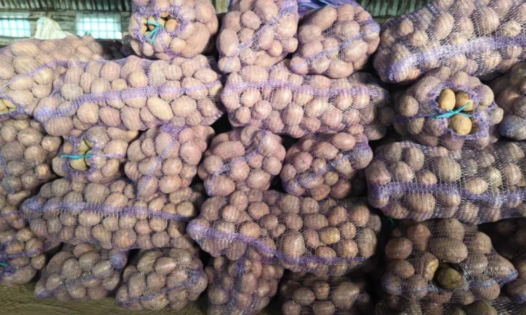 Куплю картоплю з ручною переборкою - фото № 3