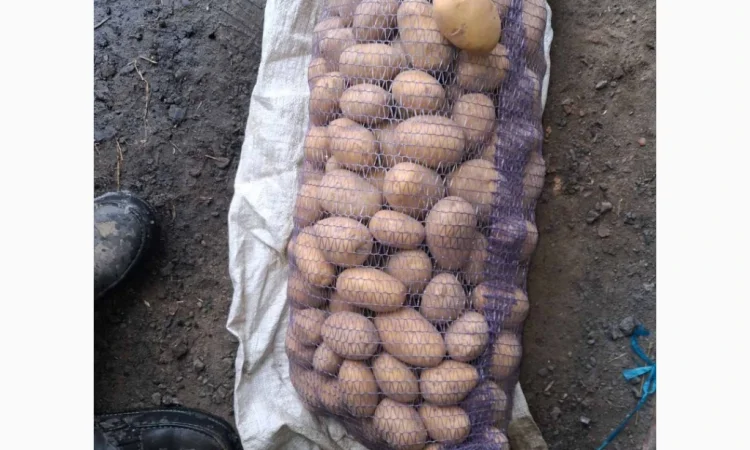Пропонується картопля з ручною перебіркою - фото № 1