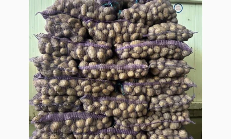 Продажа картофеля сорта Аризона оптом - фото № 1