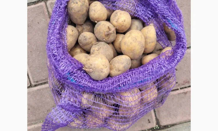 Продаж насіння картоплі Рівʼєра оптом - фото № 2