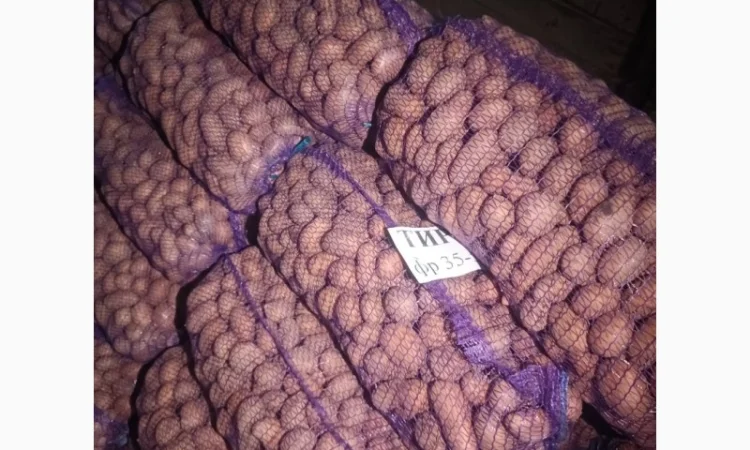 Картопля насіннєва сорт Тирас оптом - фото № 1