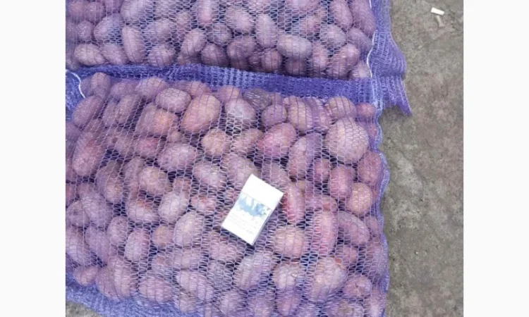 Продаж насіннєвої картоплі Ред Леді оптом - фото № 1