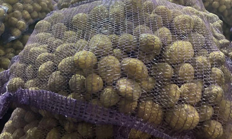 Продаж насіння картоплі сорту Рівʼєра - фото № 1