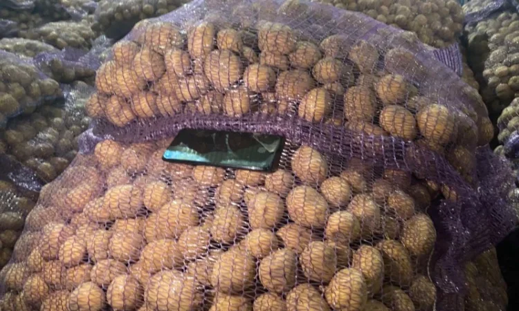 Продаж насіння картоплі сорту Рівʼєра - фото № 2