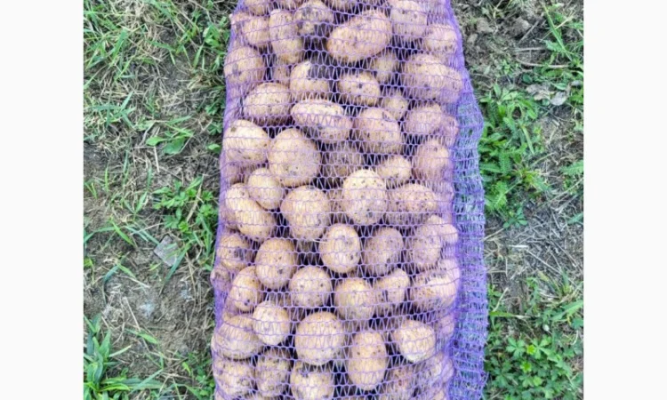 Продаж насіння картоплі Рівʼєра - фото № 1