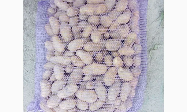 Продаж насіння картоплі Гранада оптом - фото № 1