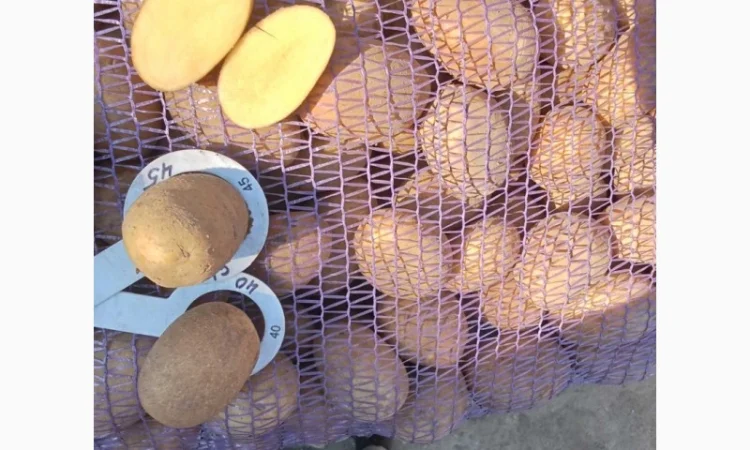 Продаж насіння картоплі Арізона - фото № 1